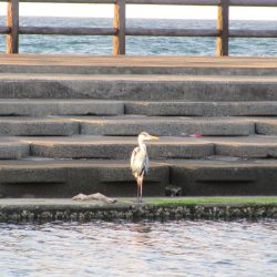 なかなか渋い日になりました。